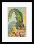 Quetzal, from the Birds of the Tropics series for Allen & Ginter Cigarettes Brands, 1889 by Allen & Ginter