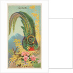 Quetzal, from the Birds of the Tropics series for Allen & Ginter Cigarettes Brands, 1889 by Allen & Ginter