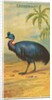 Cassowary, from the Birds of the Tropics series for Allen & Ginter Cigarettes Brands, 1889 by Allen & Ginter