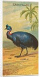 Cassowary, from the Birds of the Tropics series for Allen & Ginter Cigarettes Brands, 1889 by Allen & Ginter