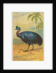 Cassowary, from the Birds of the Tropics series for Allen & Ginter Cigarettes Brands, 1889 by Allen & Ginter