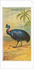 Cassowary, from the Birds of the Tropics series for Allen & Ginter Cigarettes Brands, 1889 by Allen & Ginter