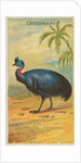 Cassowary, from the Birds of the Tropics series for Allen & Ginter Cigarettes Brands, 1889 by Allen & Ginter