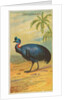 Cassowary, from the Birds of the Tropics series for Allen & Ginter Cigarettes Brands, 1889 by Allen & Ginter