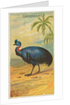 Cassowary, from the Birds of the Tropics series for Allen & Ginter Cigarettes Brands, 1889 by Allen & Ginter