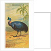 Cassowary, from the Birds of the Tropics series for Allen & Ginter Cigarettes Brands, 1889 by Allen & Ginter