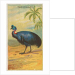 Cassowary, from the Birds of the Tropics series for Allen & Ginter Cigarettes Brands, 1889 by Allen & Ginter