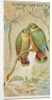 Swindern's Love-Bird, from the Birds of the Tropics series for Allen & Ginter Cigaret…, 1889 by Allen & Ginter