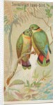 Swindern's Love-Bird, from the Birds of the Tropics series for Allen & Ginter Cigaret…, 1889 by Allen & Ginter