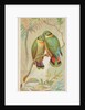 Swindern's Love-Bird, from the Birds of the Tropics series for Allen & Ginter Cigaret…, 1889 by Allen & Ginter