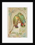 Swindern's Love-Bird, from the Birds of the Tropics series for Allen & Ginter Cigaret…, 1889 by Allen & Ginter