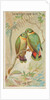 Swindern's Love-Bird, from the Birds of the Tropics series for Allen & Ginter Cigaret…, 1889 by Allen & Ginter