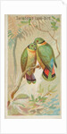 Swindern's Love-Bird, from the Birds of the Tropics series for Allen & Ginter Cigaret…, 1889 by Allen & Ginter