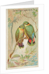 Swindern's Love-Bird, from the Birds of the Tropics series for Allen & Ginter Cigaret…, 1889 by Allen & Ginter