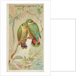 Swindern's Love-Bird, from the Birds of the Tropics series for Allen & Ginter Cigaret…, 1889 by Allen & Ginter