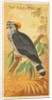 Top Knot Pigeon, from the Birds of the Tropics series for Allen & Ginter Cigarettes B…, 1889 by Allen & Ginter