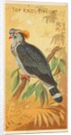 Top Knot Pigeon, from the Birds of the Tropics series for Allen & Ginter Cigarettes B…, 1889 by Allen & Ginter