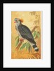 Top Knot Pigeon, from the Birds of the Tropics series for Allen & Ginter Cigarettes B…, 1889 by Allen & Ginter