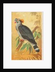 Top Knot Pigeon, from the Birds of the Tropics series for Allen & Ginter Cigarettes B…, 1889 by Allen & Ginter