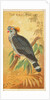 Top Knot Pigeon, from the Birds of the Tropics series for Allen & Ginter Cigarettes B…, 1889 by Allen & Ginter