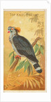 Top Knot Pigeon, from the Birds of the Tropics series for Allen & Ginter Cigarettes B…, 1889 by Allen & Ginter
