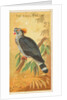 Top Knot Pigeon, from the Birds of the Tropics series for Allen & Ginter Cigarettes B…, 1889 by Allen & Ginter