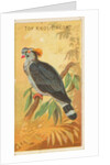 Top Knot Pigeon, from the Birds of the Tropics series for Allen & Ginter Cigarettes B…, 1889 by Allen & Ginter
