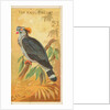 Top Knot Pigeon, from the Birds of the Tropics series for Allen & Ginter Cigarettes B…, 1889 by Allen & Ginter