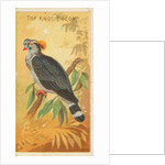 Top Knot Pigeon, from the Birds of the Tropics series for Allen & Ginter Cigarettes B…, 1889 by Allen & Ginter