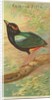 Rainbow Pitta, from the Birds of the Tropics series for Allen & Ginter Cigarettes Bra…, 1889 by Allen & Ginter