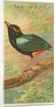 Rainbow Pitta, from the Birds of the Tropics series for Allen & Ginter Cigarettes Bra…, 1889 by Allen & Ginter