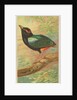 Rainbow Pitta, from the Birds of the Tropics series for Allen & Ginter Cigarettes Bra…, 1889 by Allen & Ginter