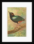 Rainbow Pitta, from the Birds of the Tropics series for Allen & Ginter Cigarettes Bra…, 1889 by Allen & Ginter