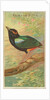 Rainbow Pitta, from the Birds of the Tropics series for Allen & Ginter Cigarettes Bra…, 1889 by Allen & Ginter