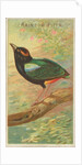Rainbow Pitta, from the Birds of the Tropics series for Allen & Ginter Cigarettes Bra…, 1889 by Allen & Ginter