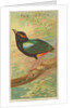 Rainbow Pitta, from the Birds of the Tropics series for Allen & Ginter Cigarettes Bra…, 1889 by Allen & Ginter