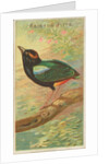 Rainbow Pitta, from the Birds of the Tropics series for Allen & Ginter Cigarettes Bra…, 1889 by Allen & Ginter