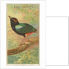 Rainbow Pitta, from the Birds of the Tropics series for Allen & Ginter Cigarettes Bra…, 1889 by Allen & Ginter