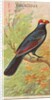 Violaceous, from the Birds of the Tropics series for Allen & Ginter Cigarettes Brands, 1889 by Allen & Ginter