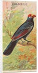 Violaceous, from the Birds of the Tropics series for Allen & Ginter Cigarettes Brands, 1889 by Allen & Ginter