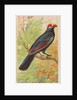 Violaceous, from the Birds of the Tropics series for Allen & Ginter Cigarettes Brands, 1889 by Allen & Ginter