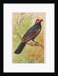 Violaceous, from the Birds of the Tropics series for Allen & Ginter Cigarettes Brands, 1889 by Allen & Ginter