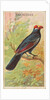 Violaceous, from the Birds of the Tropics series for Allen & Ginter Cigarettes Brands, 1889 by Allen & Ginter
