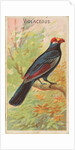 Violaceous, from the Birds of the Tropics series for Allen & Ginter Cigarettes Brands, 1889 by Allen & Ginter