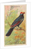 Violaceous, from the Birds of the Tropics series for Allen & Ginter Cigarettes Brands, 1889 by Allen & Ginter