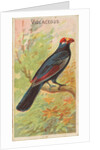 Violaceous, from the Birds of the Tropics series for Allen & Ginter Cigarettes Brands, 1889 by Allen & Ginter