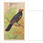 Violaceous, from the Birds of the Tropics series for Allen & Ginter Cigarettes Brands, 1889 by Allen & Ginter