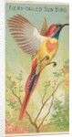 Fiery-Tailed Sun Bird, from the Birds of the Tropics series for Allen & Ginter Cigare…, 1889 by Allen & Ginter