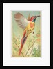 Fiery-Tailed Sun Bird, from the Birds of the Tropics series for Allen & Ginter Cigare…, 1889 by Allen & Ginter