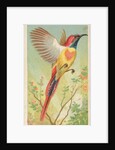Fiery-Tailed Sun Bird, from the Birds of the Tropics series for Allen & Ginter Cigare…, 1889 by Allen & Ginter